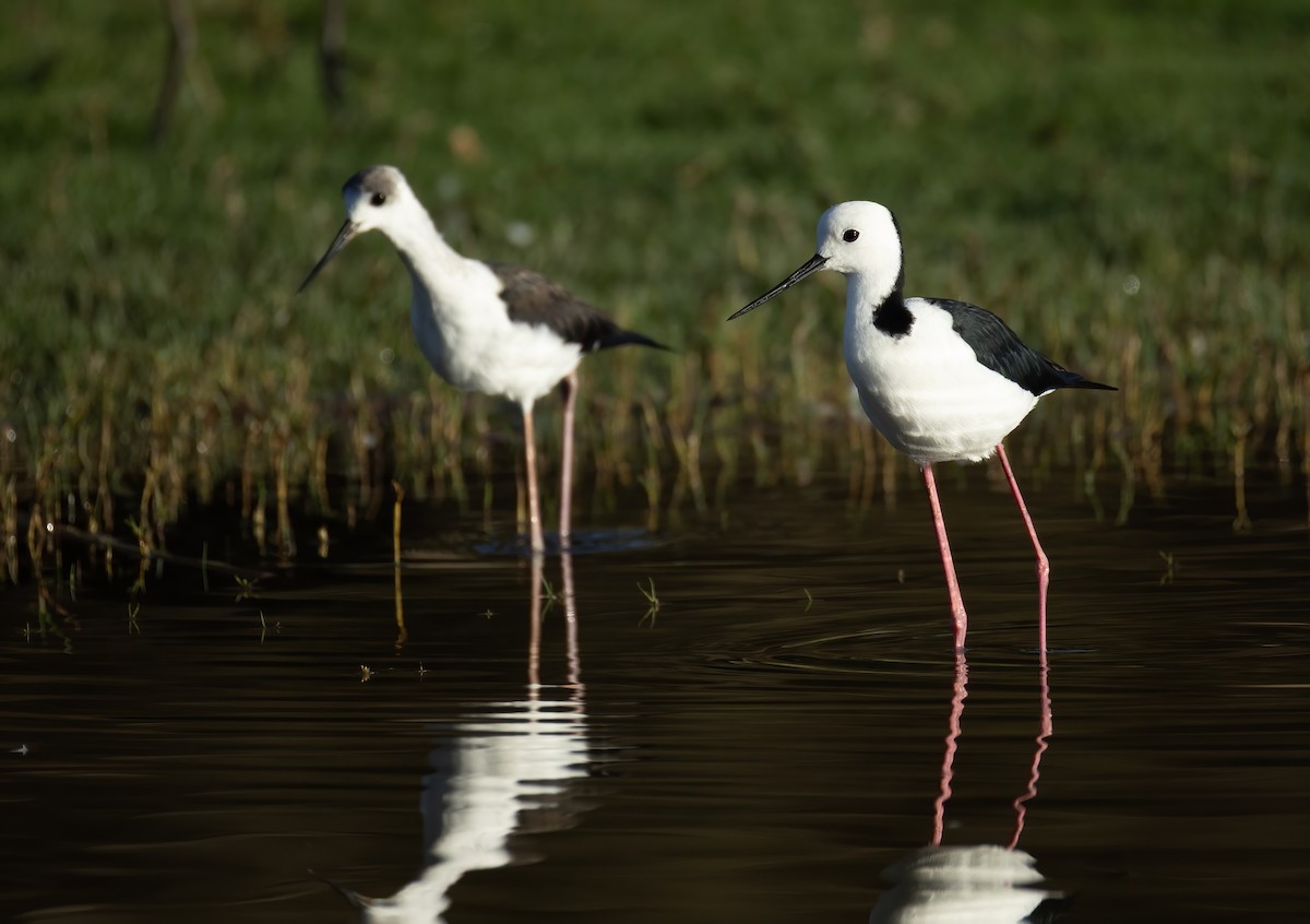 Pied Stilt - ML657596509