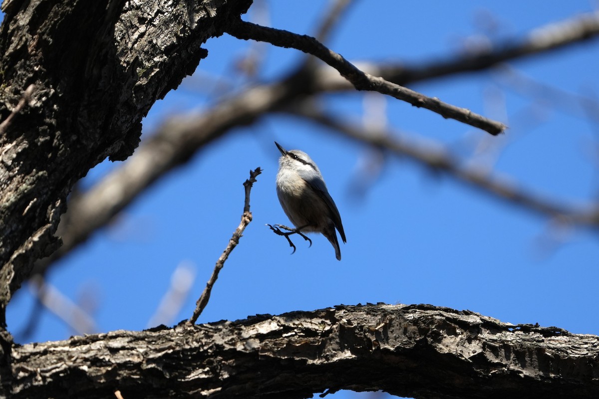 Garrapo eurasiarra - ML657596535