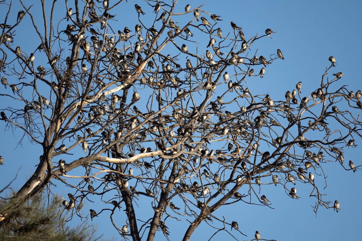 Tree Martin - ML657596572