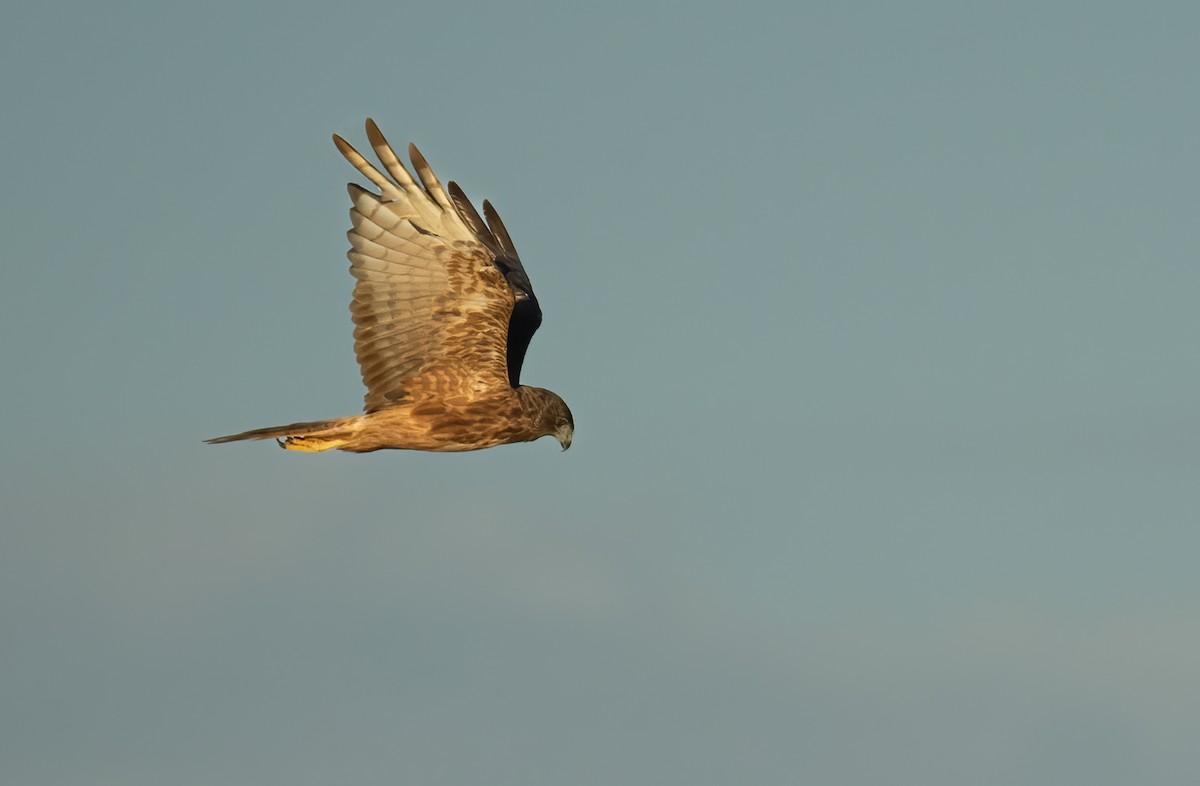 Swamp Harrier - ML657596639