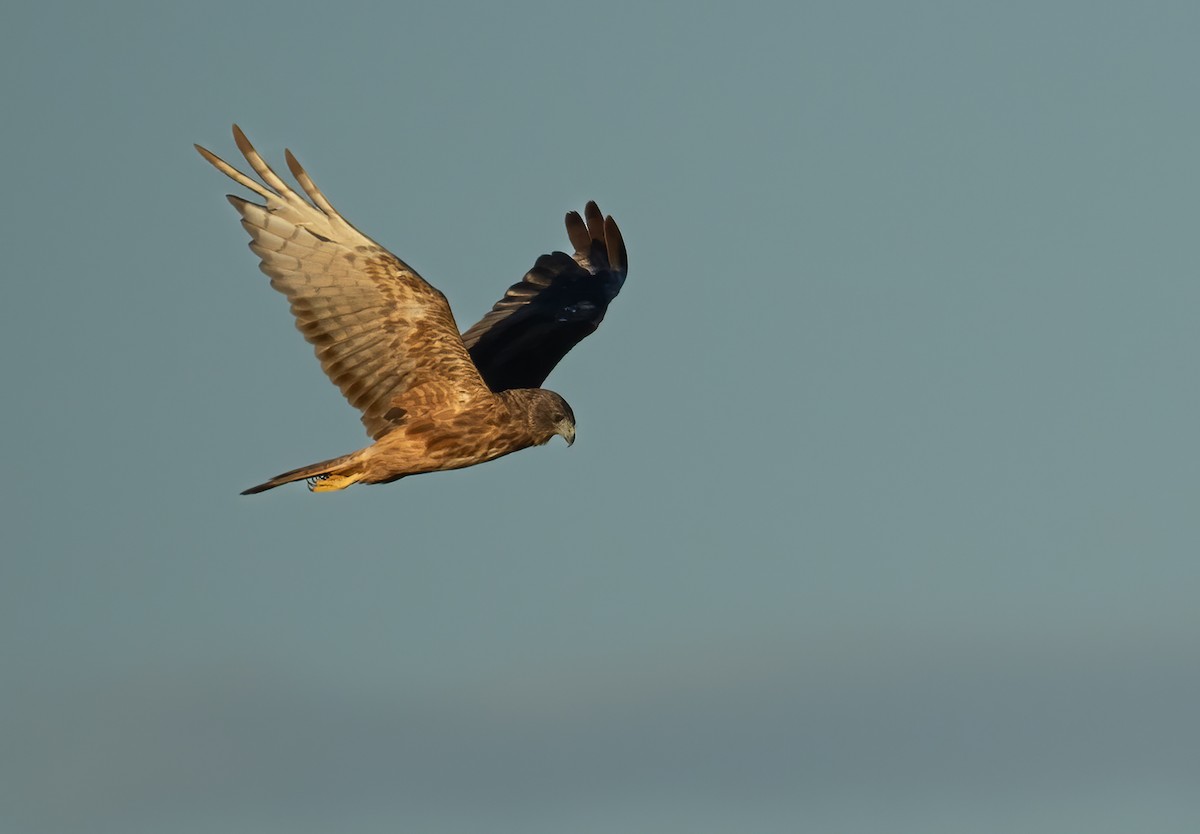 Swamp Harrier - ML657596640