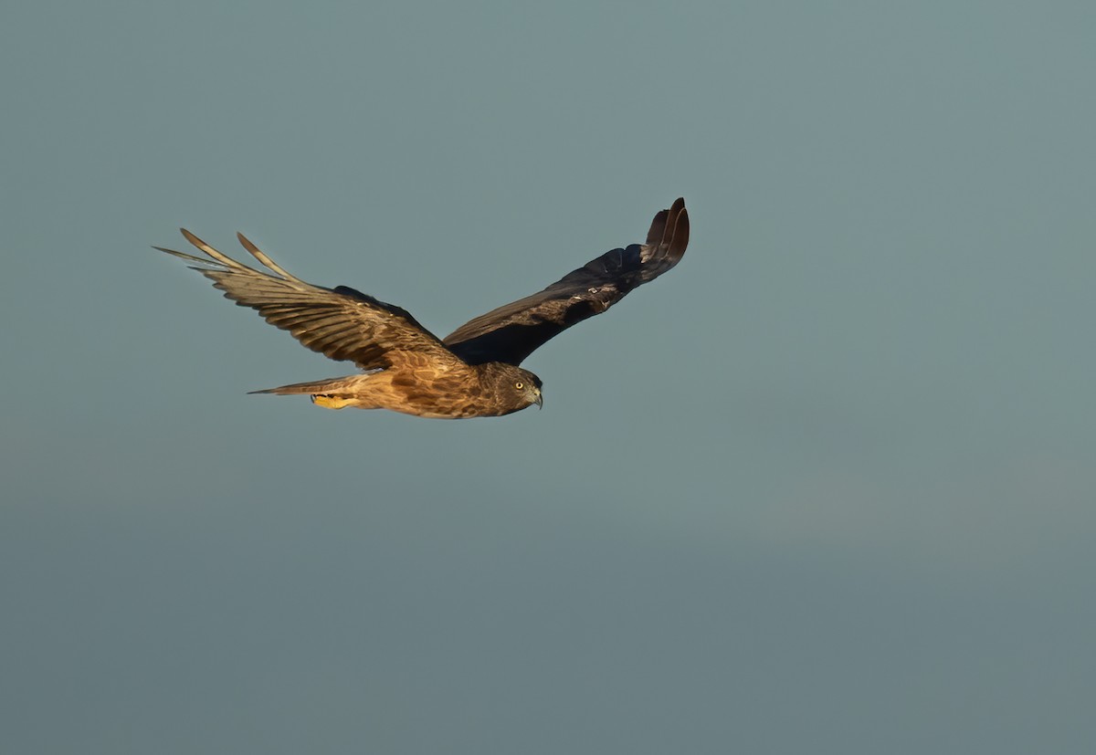 Swamp Harrier - ML657596641
