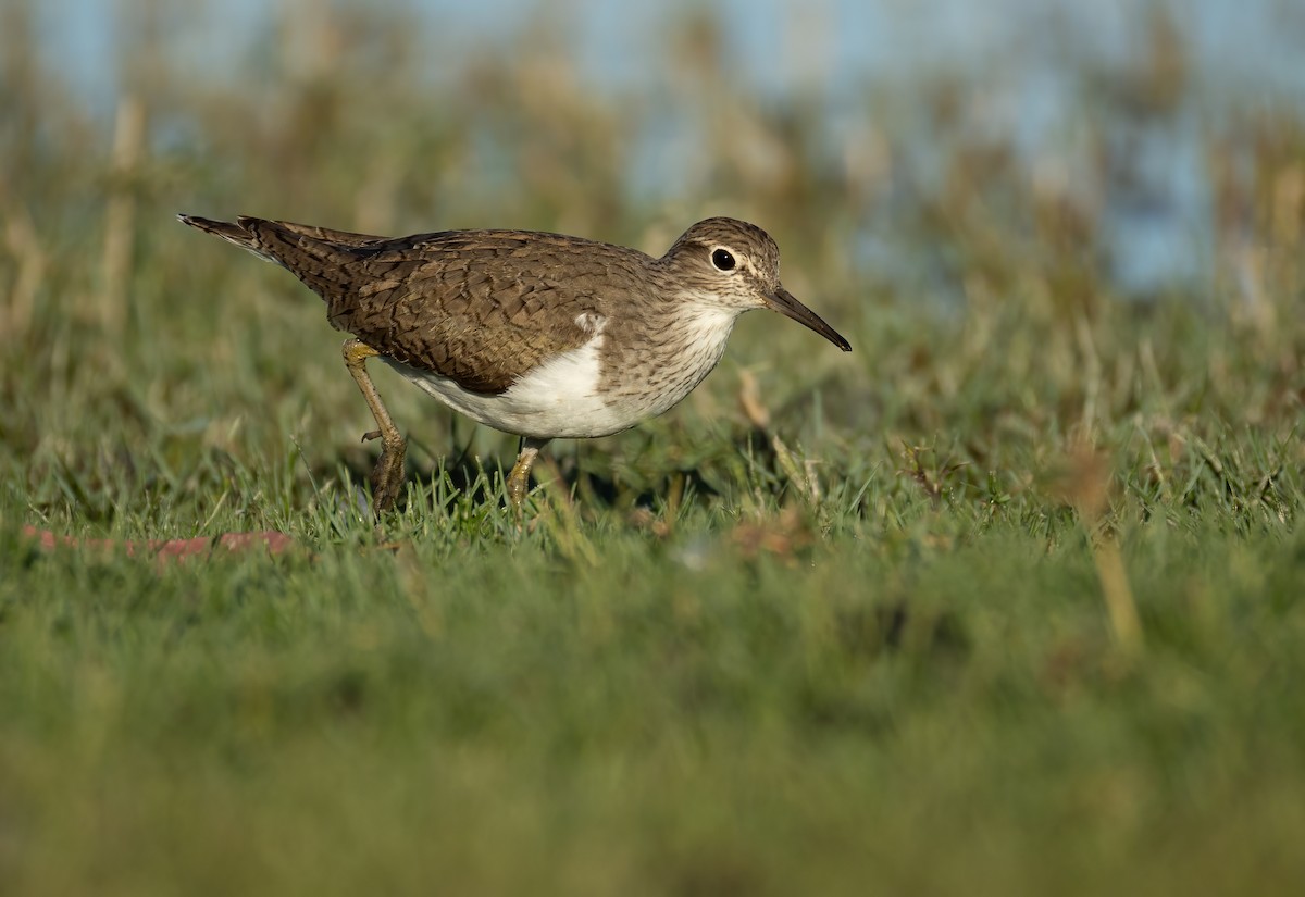 Common Sandpiper - ML657596660
