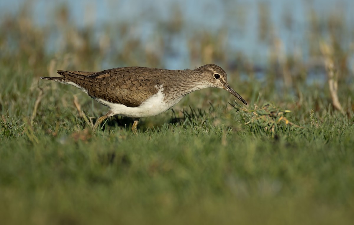 Common Sandpiper - ML657596661