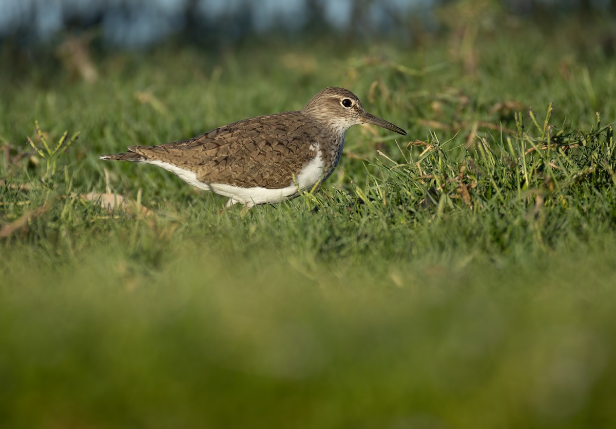 Common Sandpiper - ML657596662