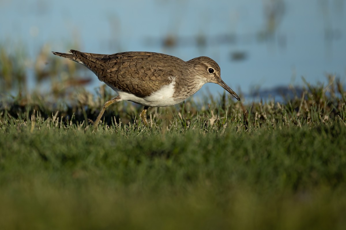Common Sandpiper - ML657596663