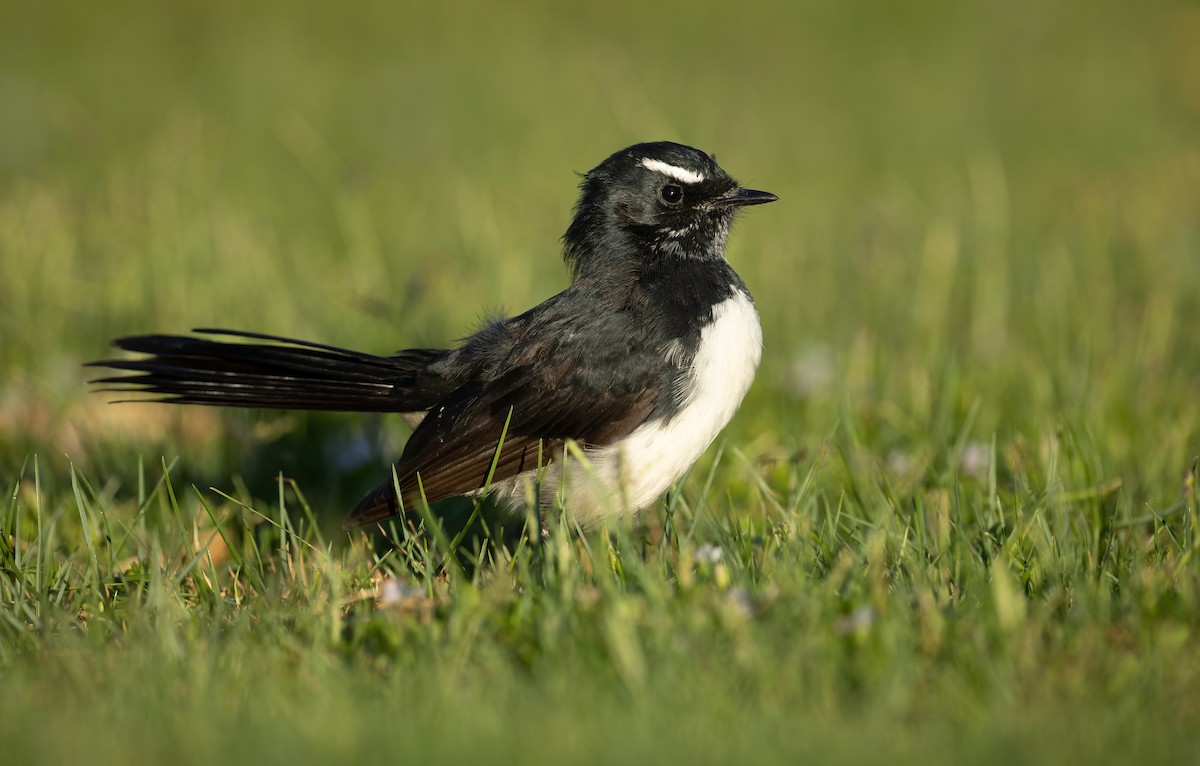 Willie-wagtail - ML657596681