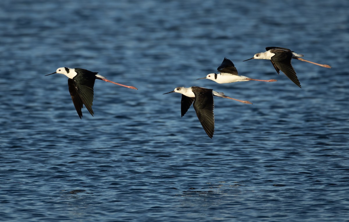 Pied Stilt - ML657596726