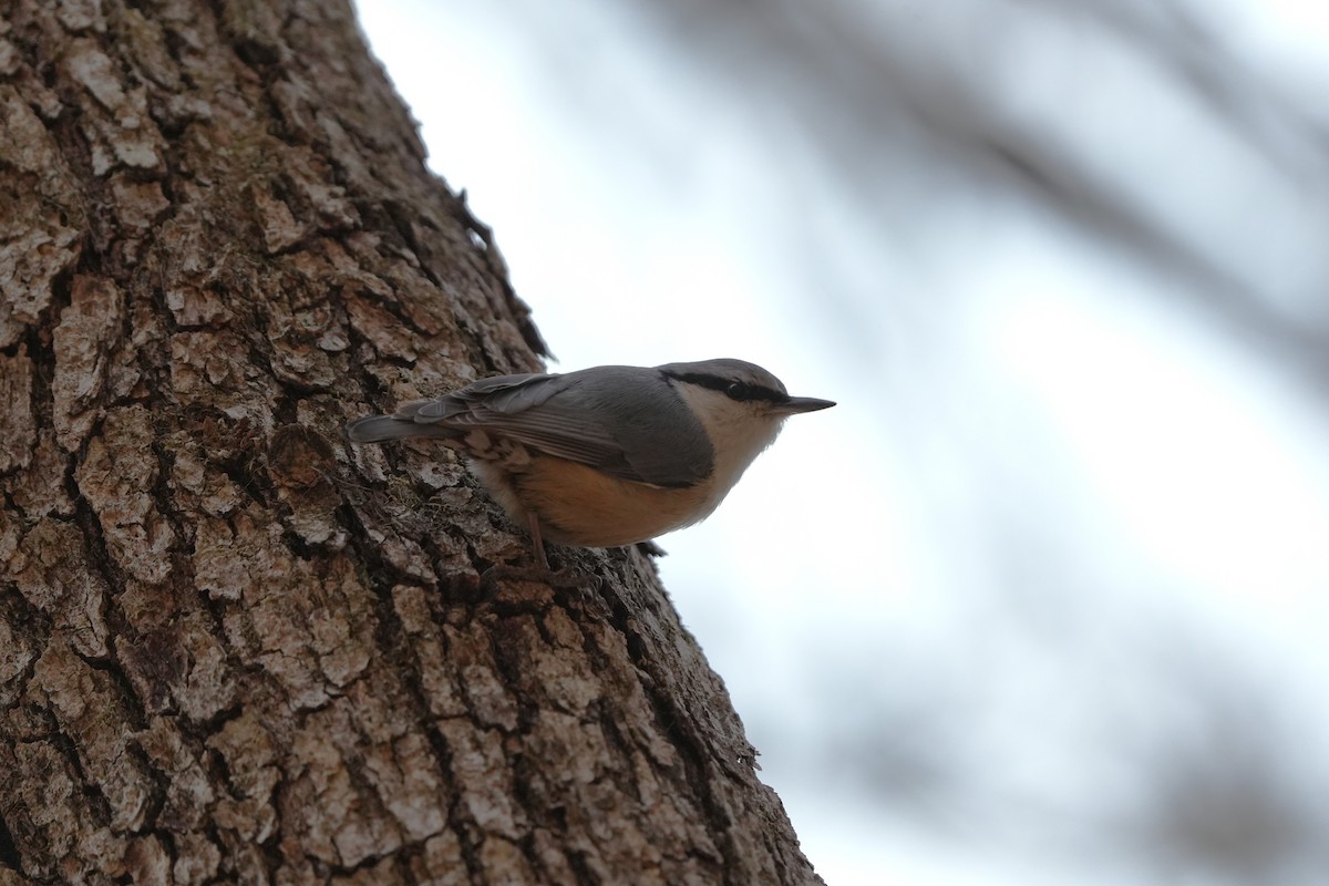 Garrapo eurasiarra - ML657596764