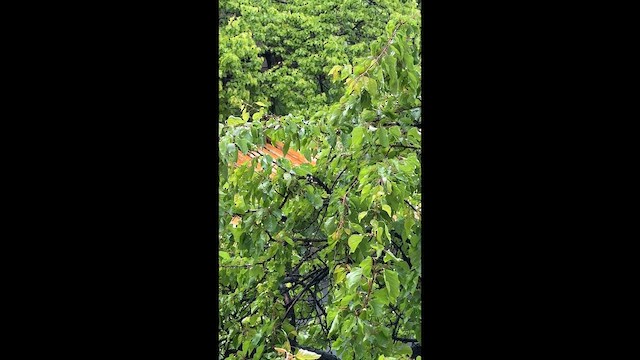 Küçük Ak Gerdanlı Ötleğen - ML657596796
