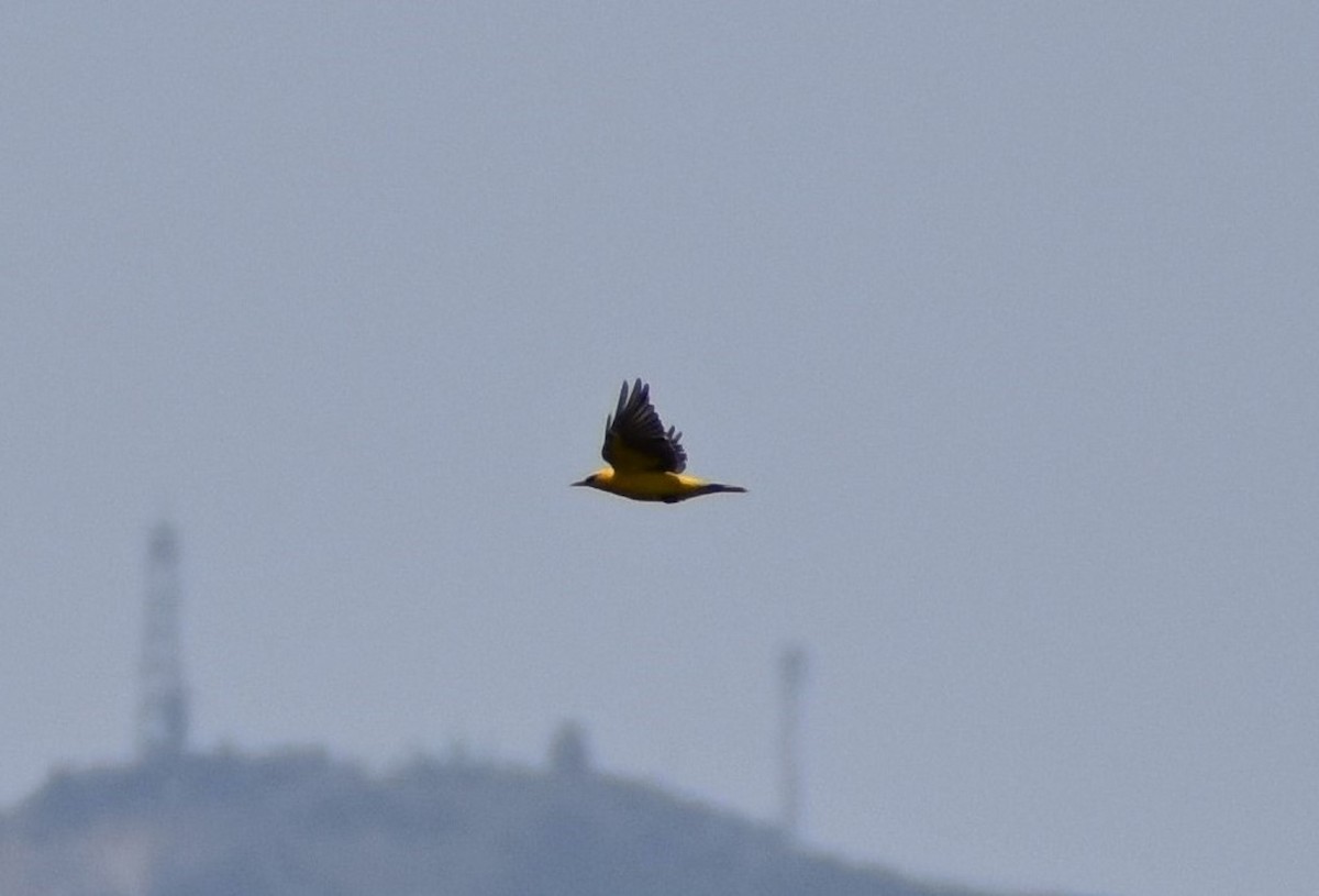 Eurasian Golden Oriole - ML657597167