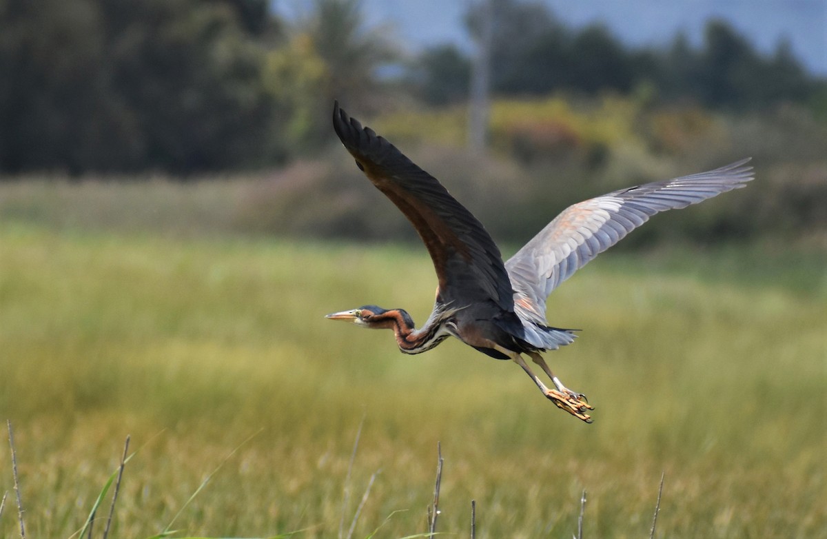Purple Heron - ML657597172