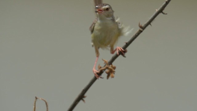 Plain Prinia - ML657597178