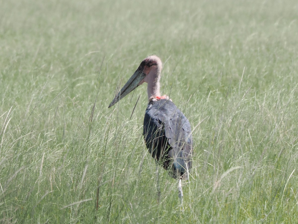 Marabou Stork - ML657597430
