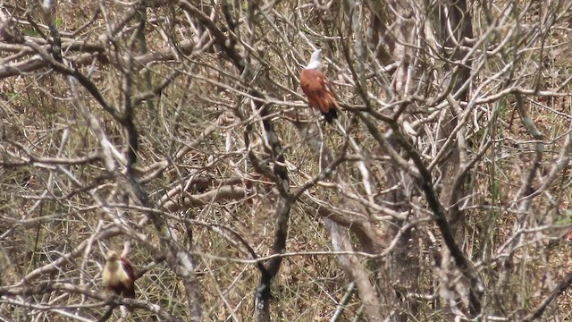 Brahminy Kite - ML657597581