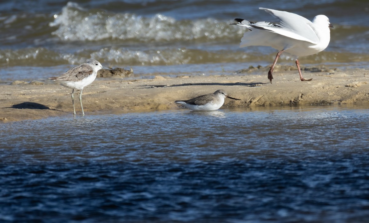 Terek Sandpiper - ML657597682