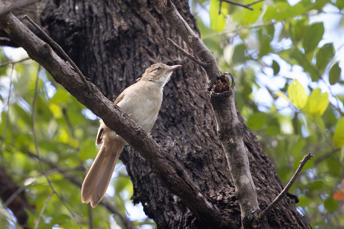 Terrestrial Brownbul - ML657597689