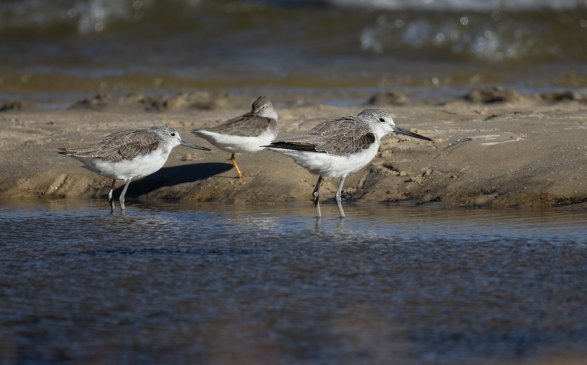 Common Greenshank - ML657597721