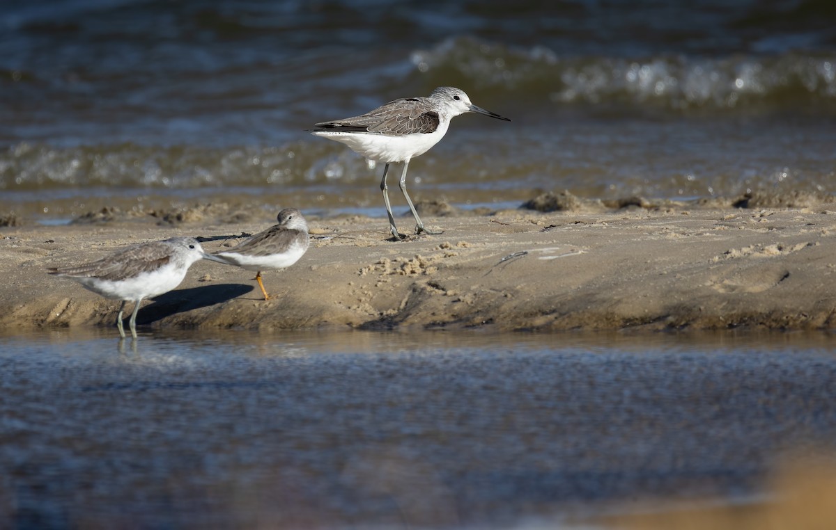 Common Greenshank - ML657597722