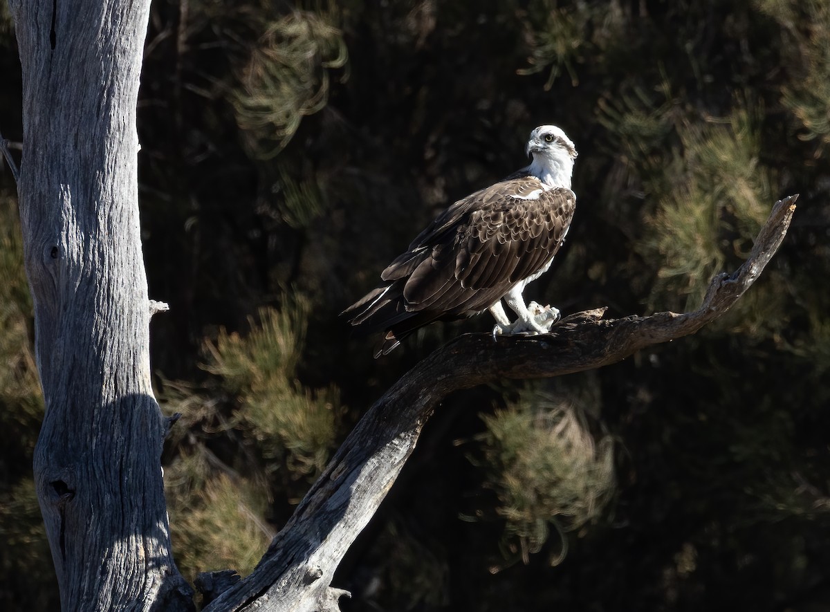 Osprey - ML657597728