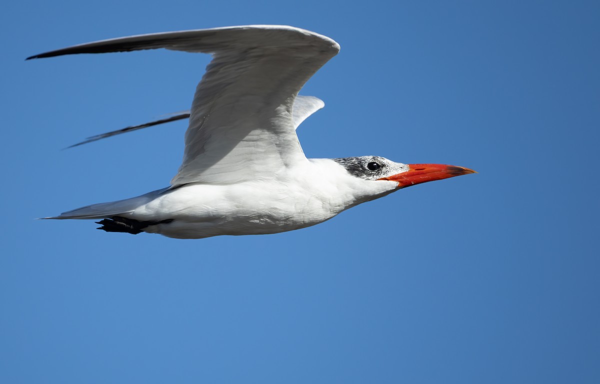 Caspian Tern - ML657597739