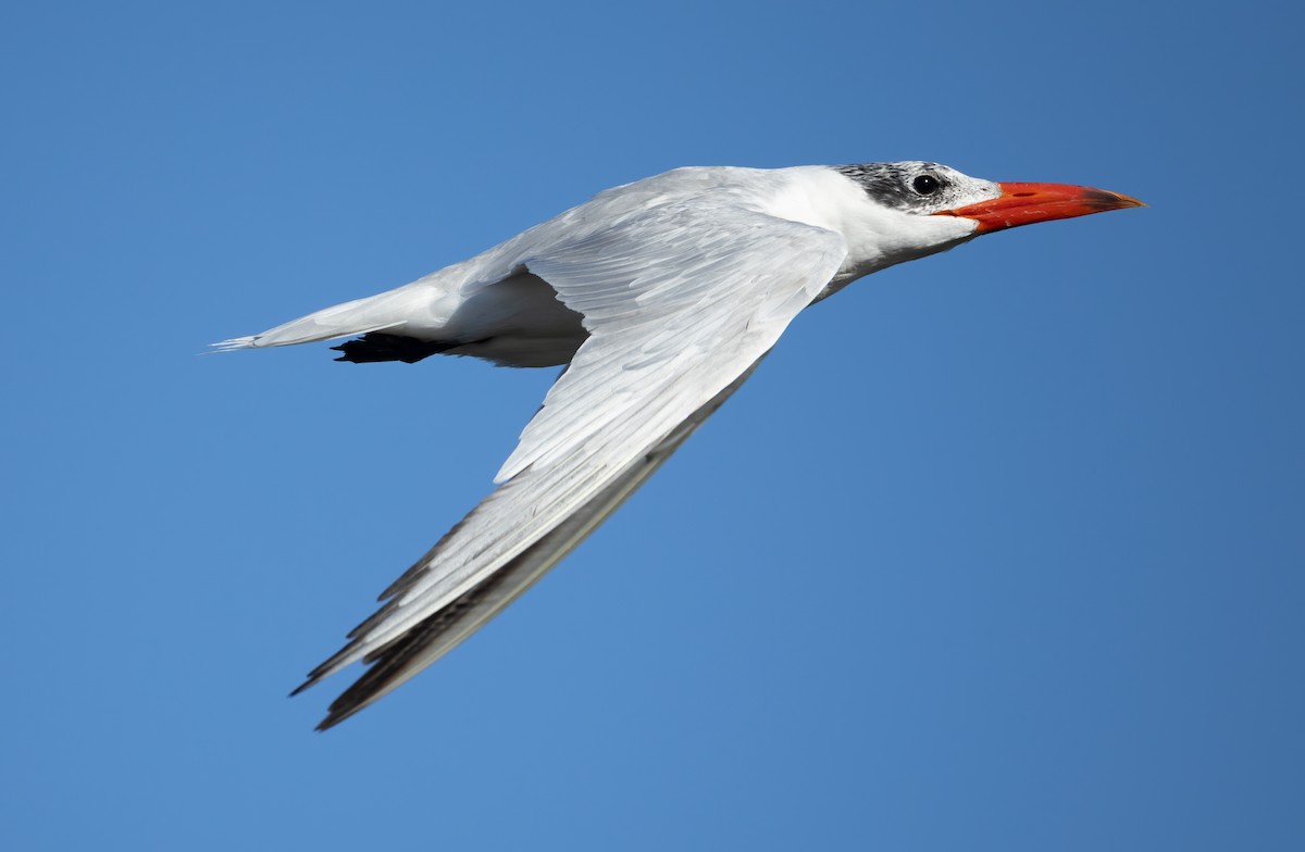 Caspian Tern - ML657597740
