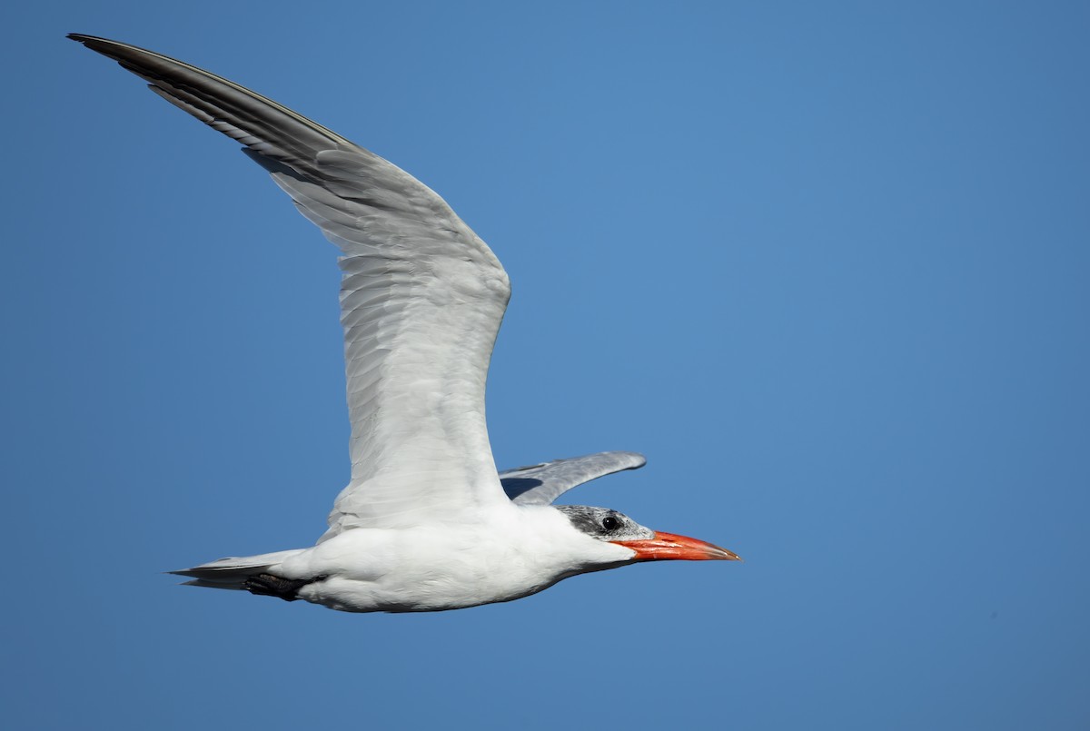 Caspian Tern - ML657597741