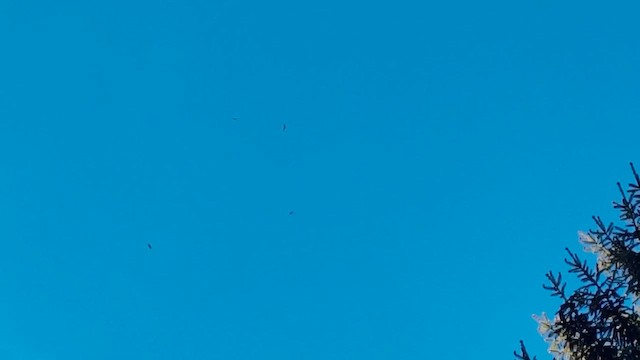 Chimney Swift - ML657597971