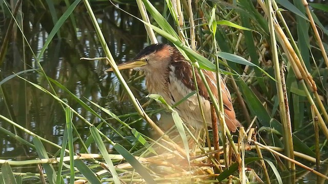 Amiltxori txiki eurasiarra - ML657598224