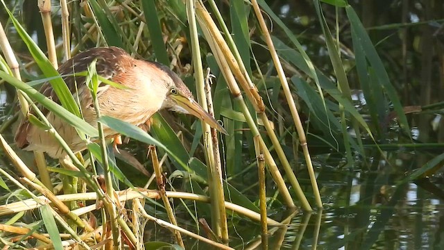 Amiltxori txiki eurasiarra - ML657598226