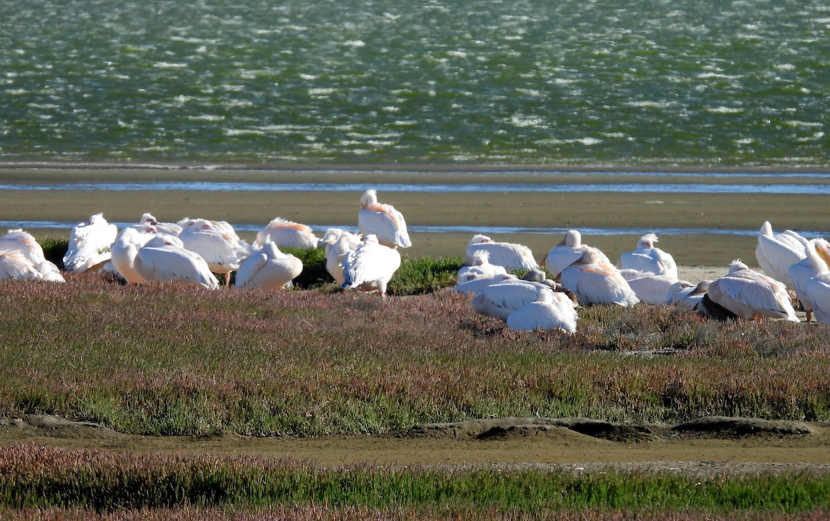 Great White Pelican - ML657598327