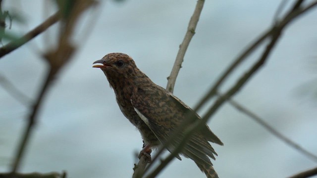 Plaintive Cuckoo - ML657599097
