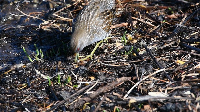 Australian Crake - ML657599328