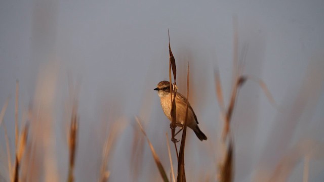 Pitxartxar siberiarra - ML657599544