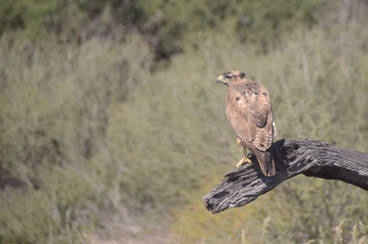 Jackal Buzzard - ML657599725