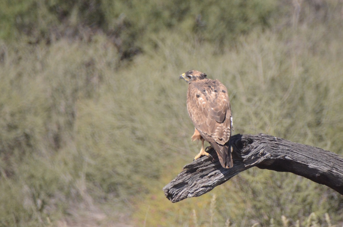 Jackal Buzzard - ML657599740