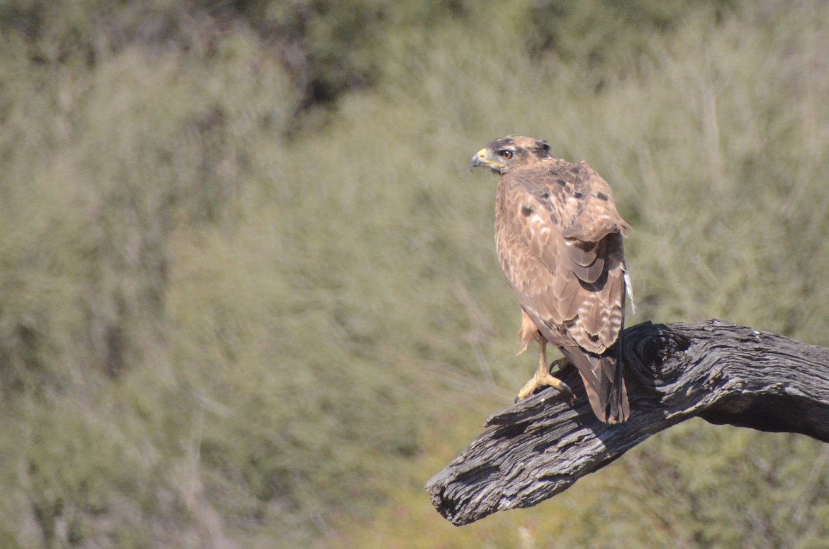 Jackal Buzzard - ML657599748