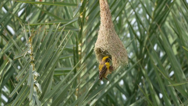 Baya Weaver - ML657600375