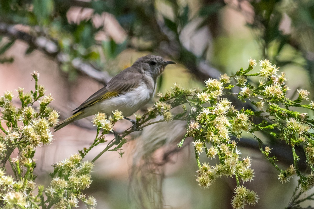 Rufous-throated Honeyeater - ML65760091