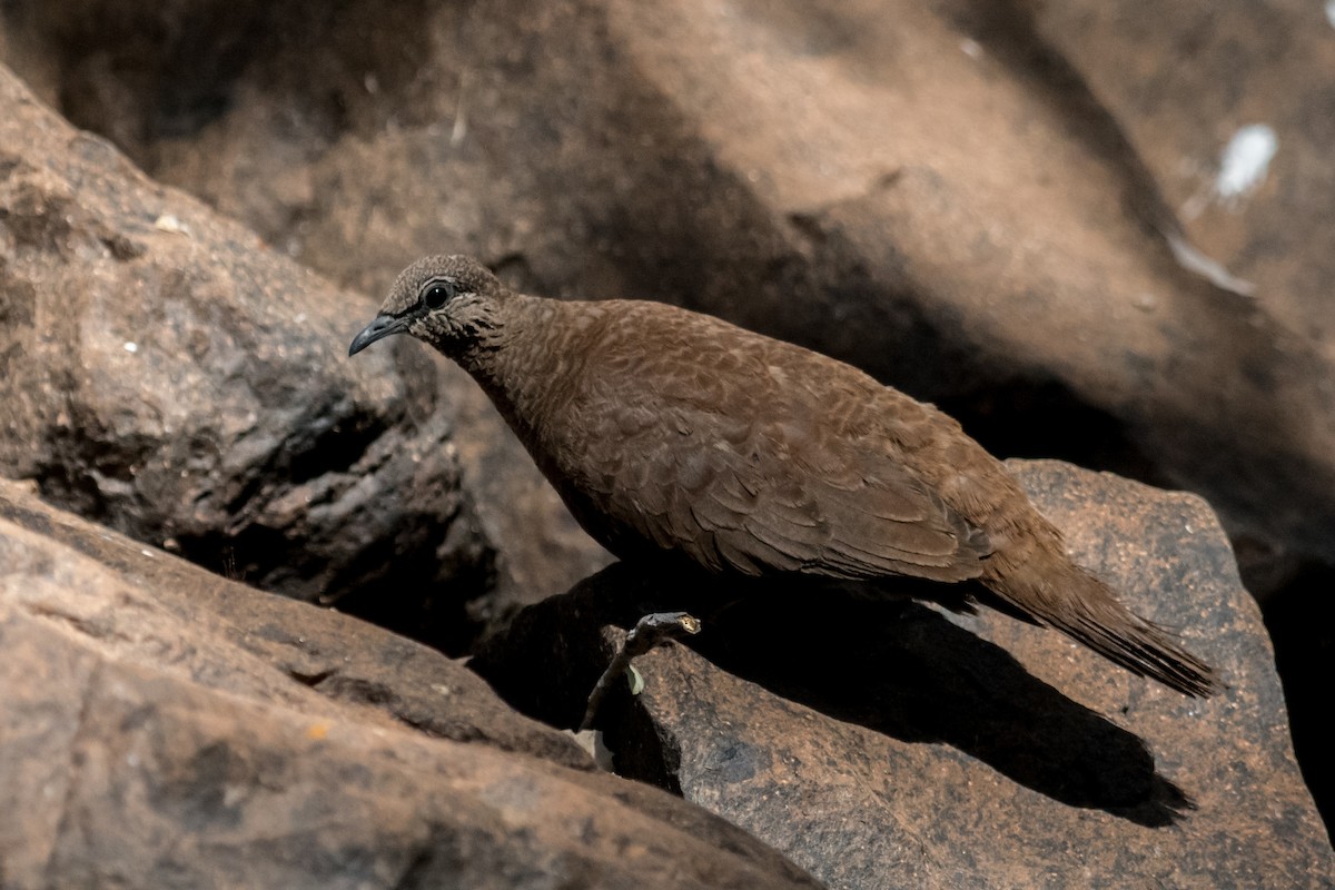 White-quilled Rock-Pigeon - ML65760271