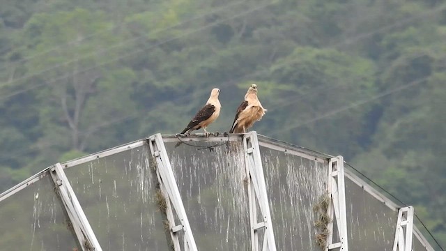 Caracara Chimachima - ML657602765