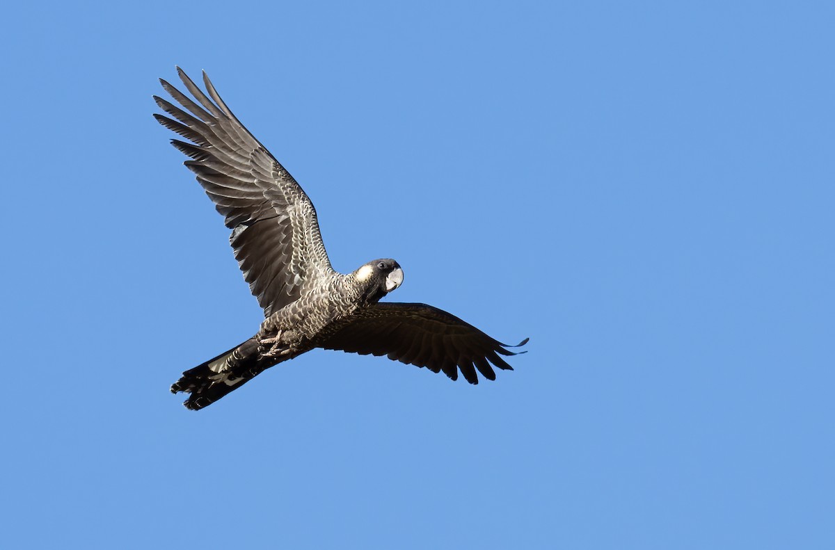 Carnaby's Black-Cockatoo - ML657603173