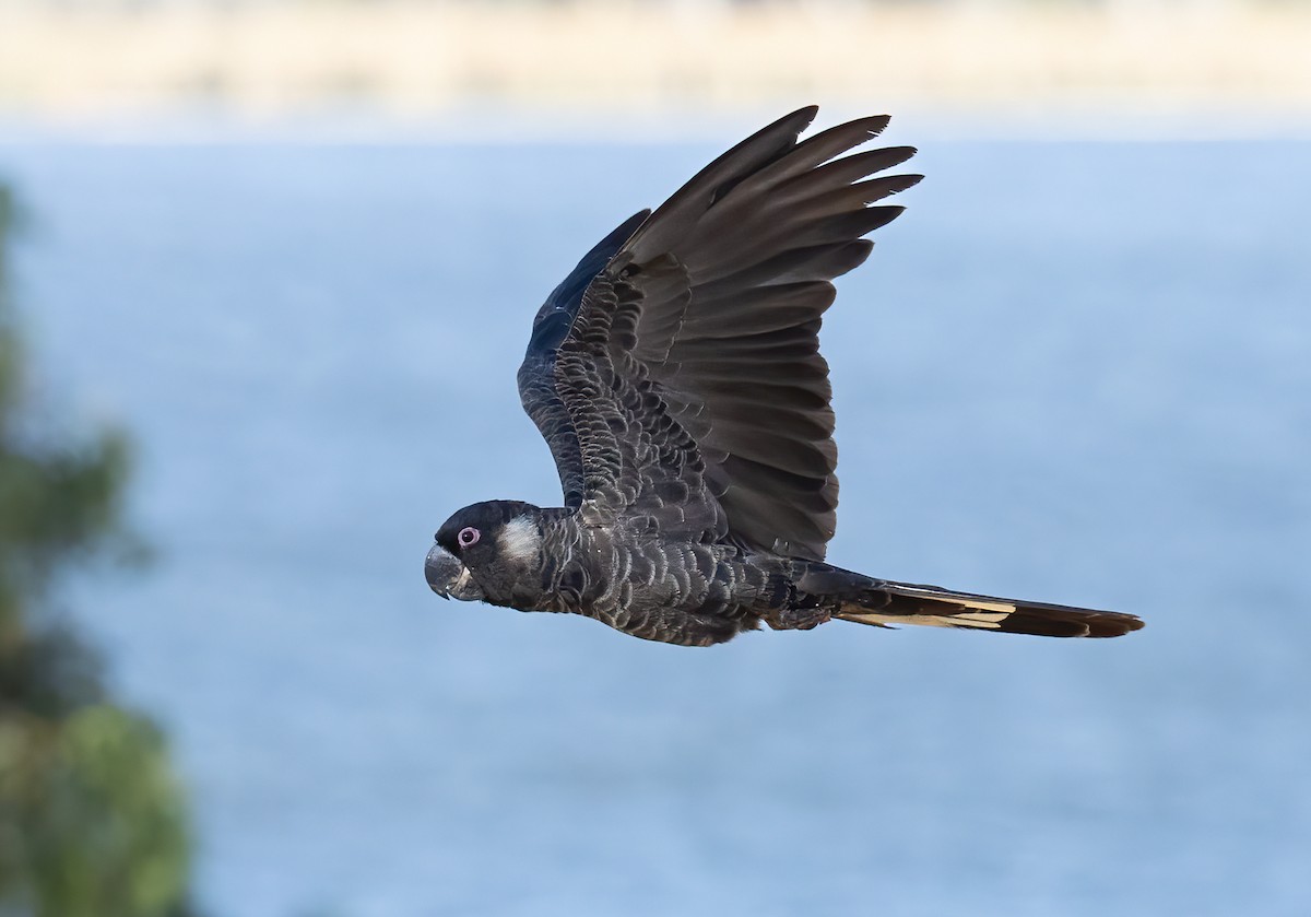 Carnaby's Black-Cockatoo - ML657603174
