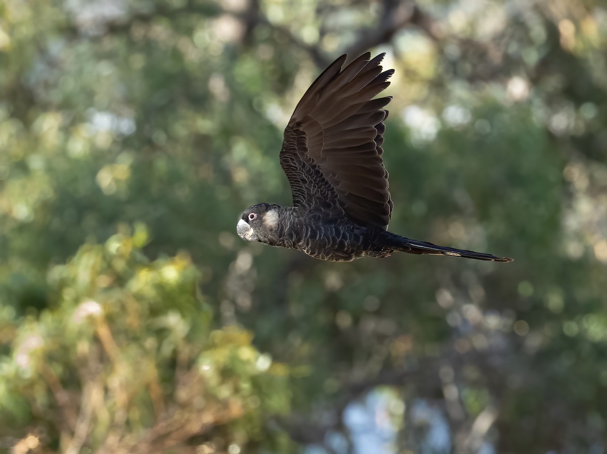 Carnaby's Black-Cockatoo - ML657603175