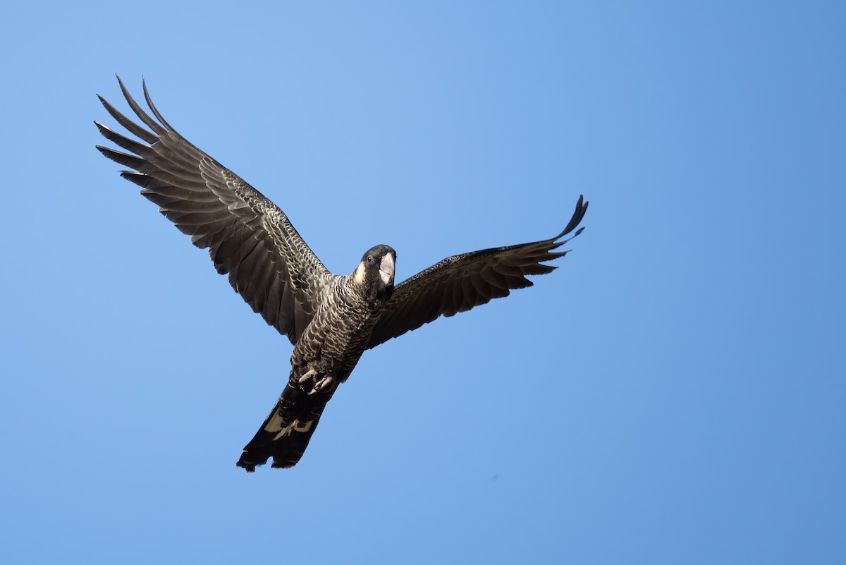 Carnaby's Black-Cockatoo - ML657603176