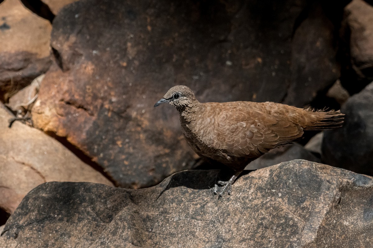 White-quilled Rock-Pigeon - ML65760321