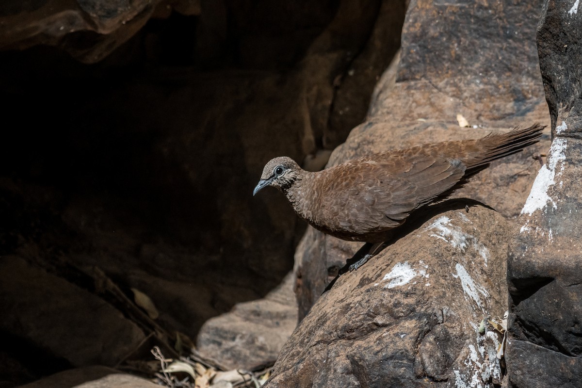 White-quilled Rock-Pigeon - ML65760331