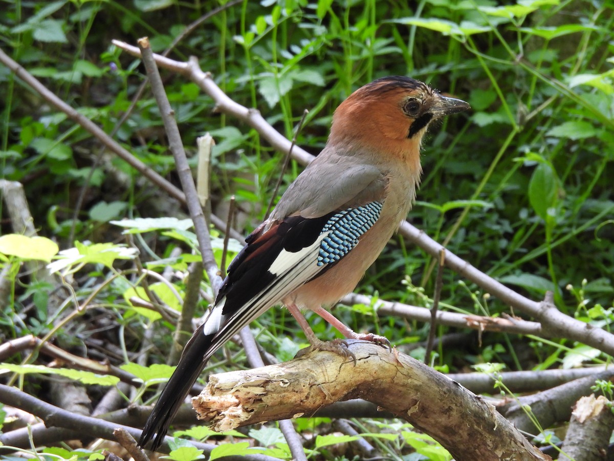 Eurasian Jay - ML657603313