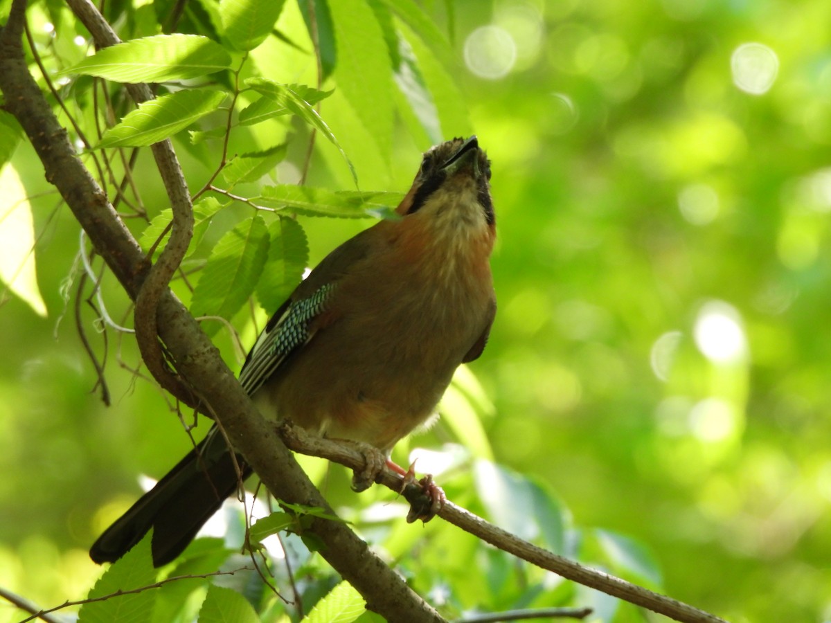 Eurasian Jay - ML657603314