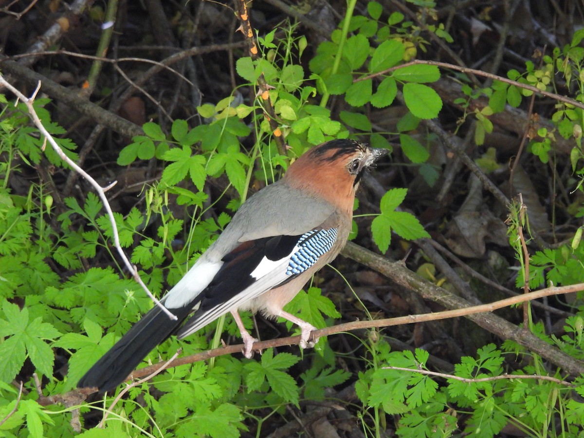 Eurasian Jay - ML657603315